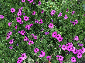 Purple flowers